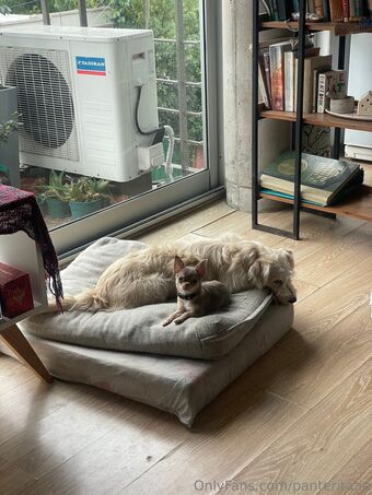 panteritaaa Nude Leaks OnlyFans Photo 35