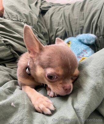 panteritaaa Nude Leaks OnlyFans Photo 31